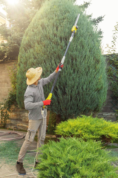 Trusted Rancho Calaveras, CA Tree Removal and Landscaping Services Experts